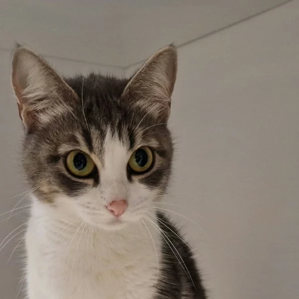 Skadi, chat recueilli par Les ti'chats