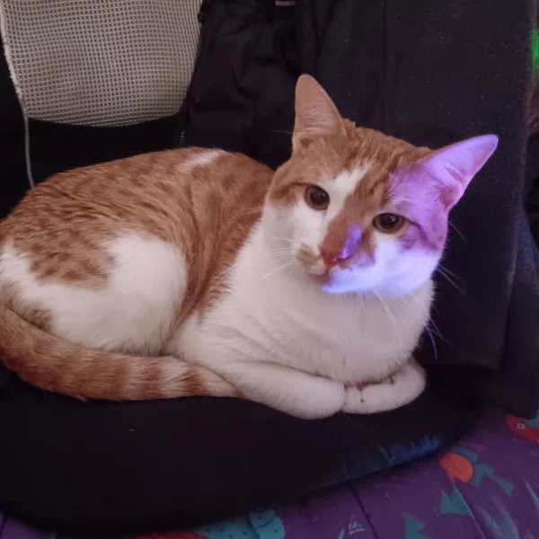 Sodky, chat adopté en 2025 grâce aux ti'chats