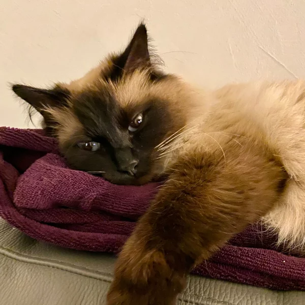 Suzy, chat adopté en 2025 grâce aux ti'chats