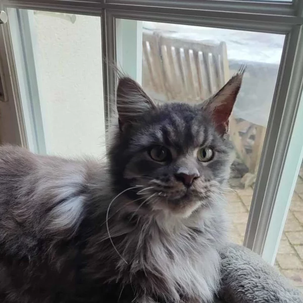 Taïko, chat adopté en 2025 grâce aux ti'chats