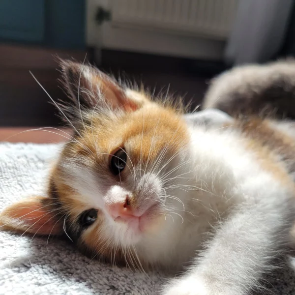 Taki, chat adopté en 2025 grâce aux ti'chats