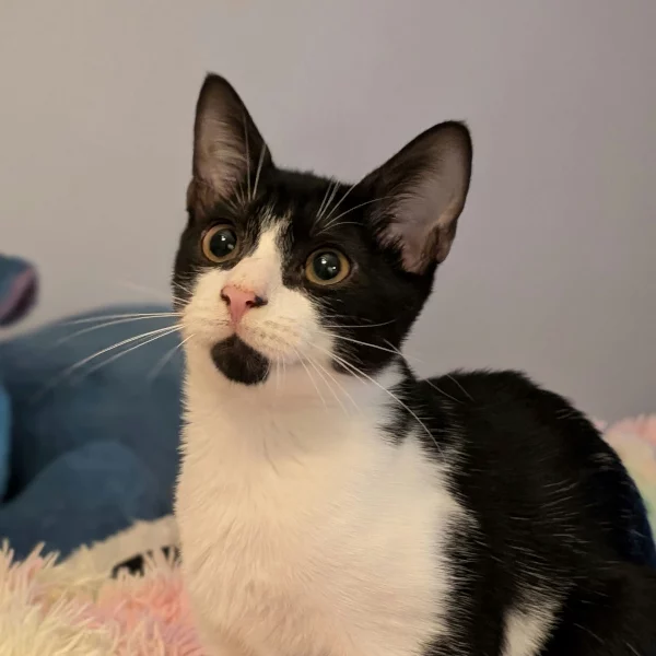 Tempus, chat adopté via Les ti'chats