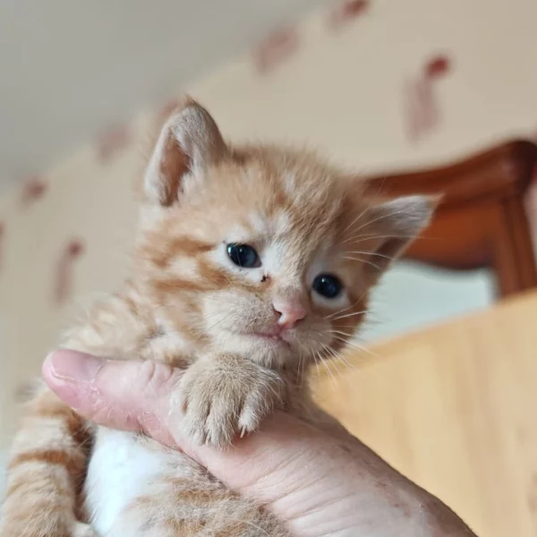 Yago, chat adopté en 2025 grâce aux ti'chats