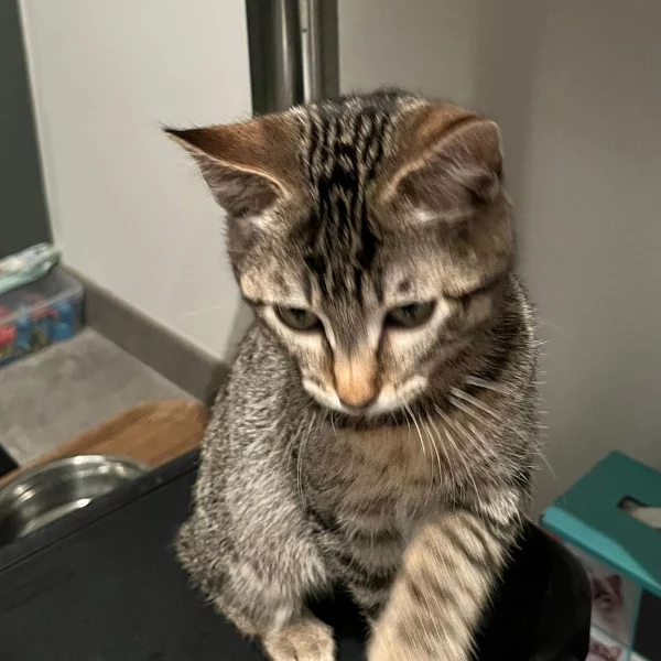 Yone, chat adopté en 2025 grâce aux ti'chats