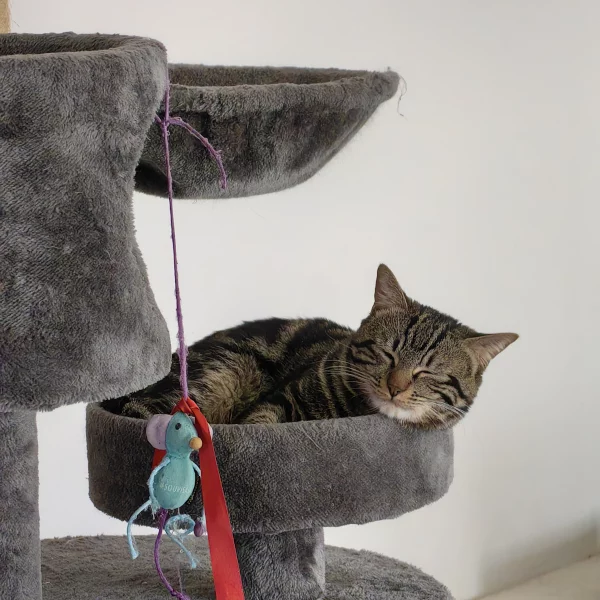 Onix, chat mâle tabby recueilli par Les ti'chats