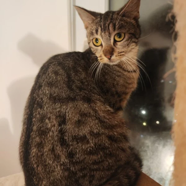 Dill, chat mâle tigré recueilli par Les ti'chats