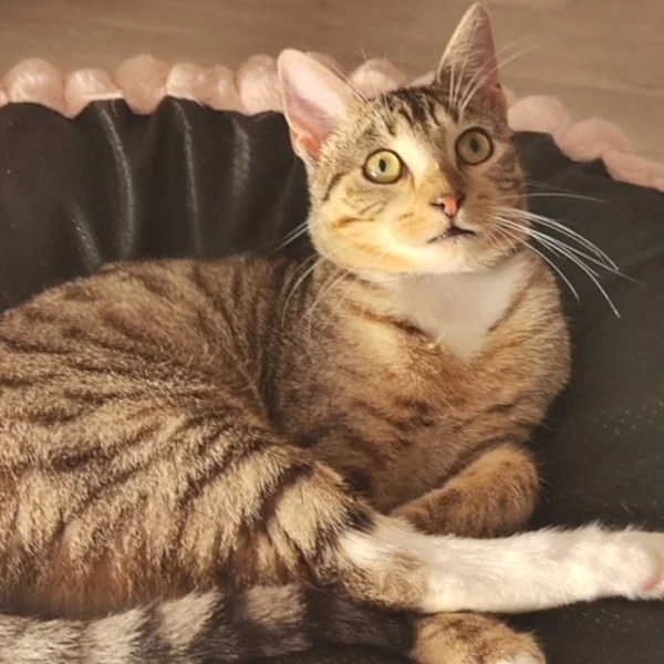 Atticus, chat mâle tigré et blanc recueilli par Les ti'chats