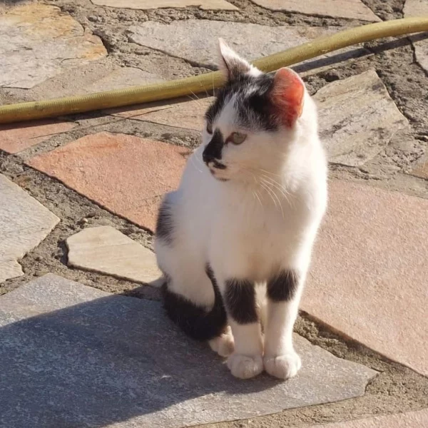 Bigout, chat femelle blanc et noir recueilli par Les ti'chats