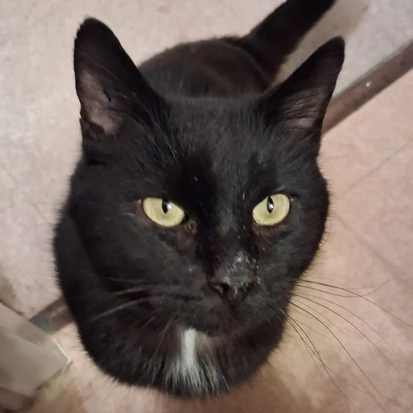 Brady Brady, chat mâle noir recueilli par Les ti'chats