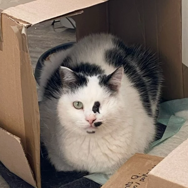 Doming Doming, chat mâle Bicolore blanc et noir recueilli par Les ti'chats