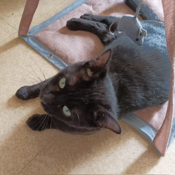 Heavy Heavy, chat mâle noir recueilli par Les ti'chats