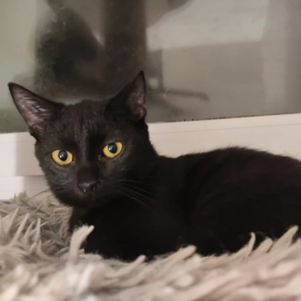 Jem, chat mâle noir recueilli par Les ti'chats
