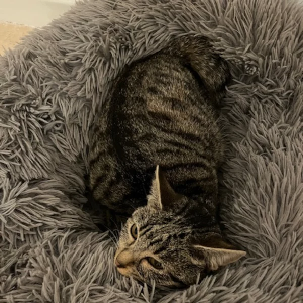 Jinx, chat femelle tigré gris et blanc recueilli par Les ti'chats