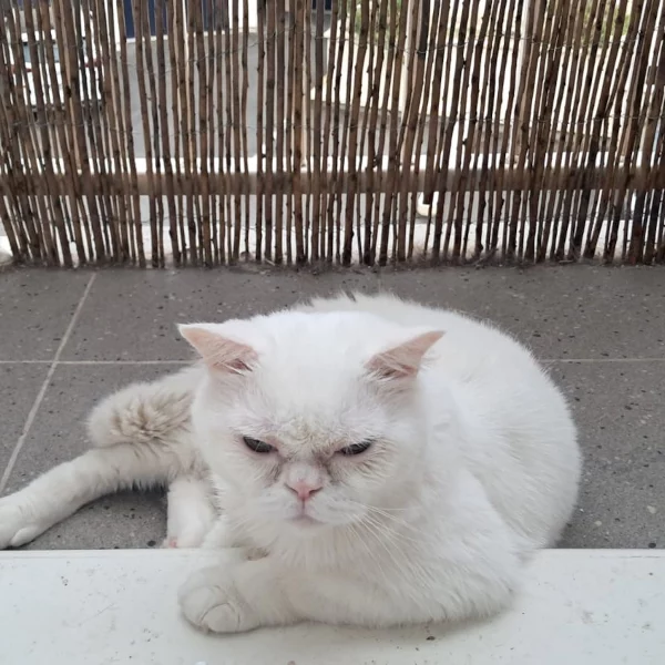 Oscard Oscard, chat mâle blanc recueilli par Les ti'chats