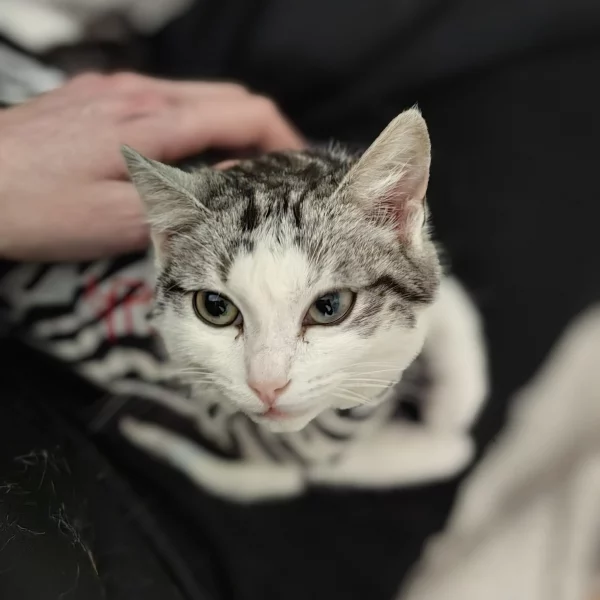 Princesse Hamoud, chat recueilli par Les ti'chats
