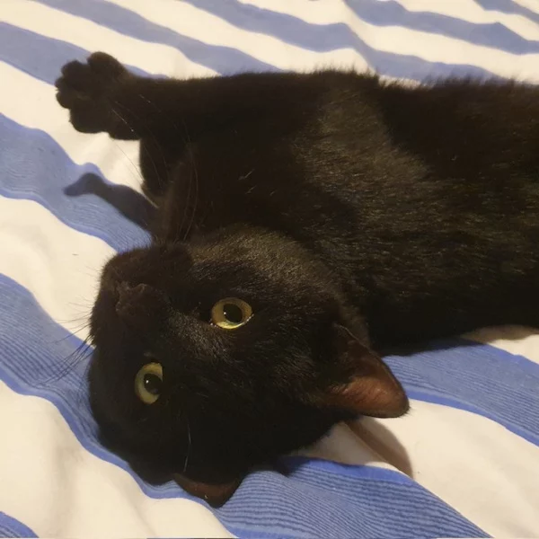 Gary Gary, chat mâle noir recueilli par Les ti'chats