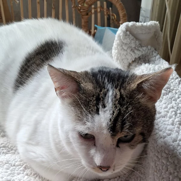 Odin Odin, chat mâle Tabby mackerel, arlequin bicolore, blanc recueilli par Les ti'chats