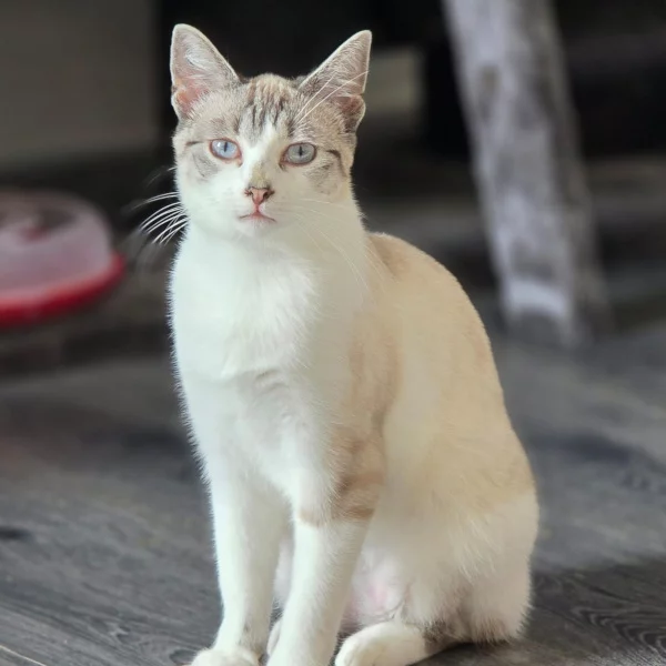 Miss Maudie, chat femelle crème recueilli par Les ti'chats