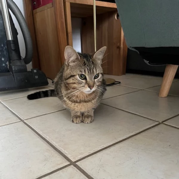 Pépito, chat mâle tigré recueilli par Les ti'chats
