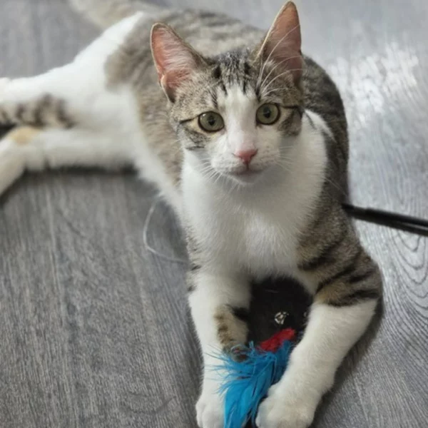 Scout, chat femelle tigrée et blanche recueilli par Les ti'chats