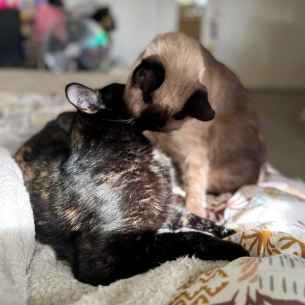 Bébé et Luka Bébé & Luka, chat mâle et femelle Luka écaille de tortue & Bébé apparence siamois recueilli par Les ti'chats