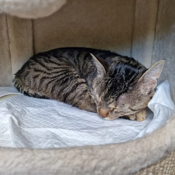 Auro, chat mâle tigré recueilli par Les ti'chats