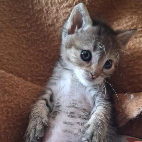 Crevette, chat 0 tigrée recueilli par Les ti'chats