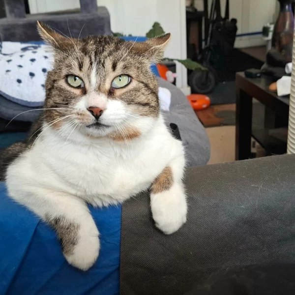Butor Butor, chat mâle tigré et blanc recueilli par Les ti'chats