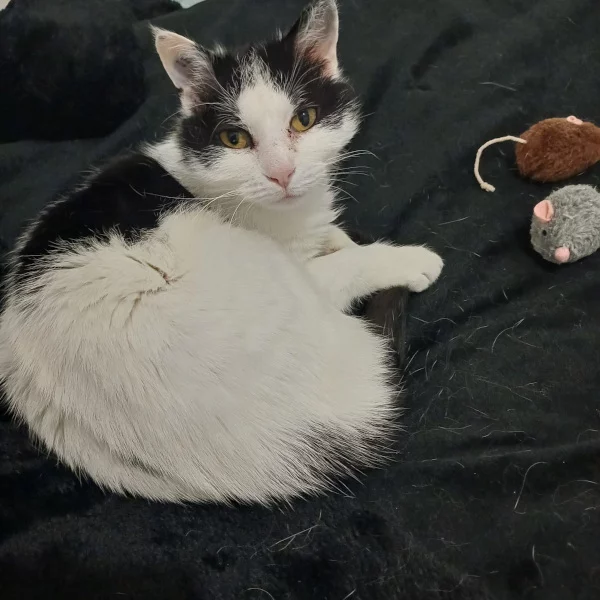 Lucie Lucie, chat femelle arlequin bicolore recueilli par Les ti'chats
