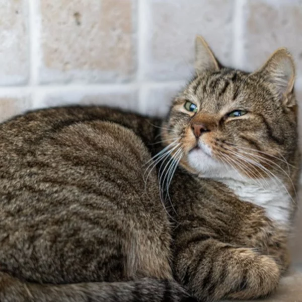 Riven, chat mâle tabby et blanc recueilli par Les ti'chats