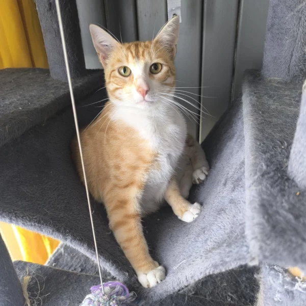 Sansa Sansa, chat mâle roux et blanc recueilli par Les ti'chats