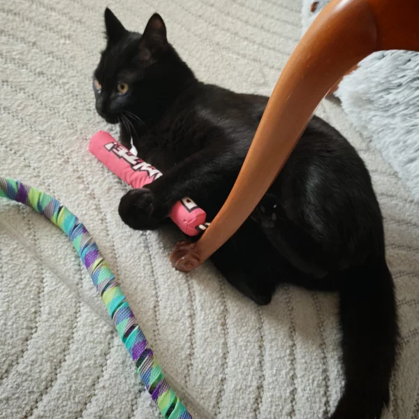 Lucifer, chat mâle noir recueilli par Les ti'chats