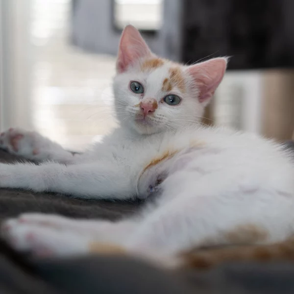 Jason, chat mâle blanc et roux recueilli par Les ti'chats