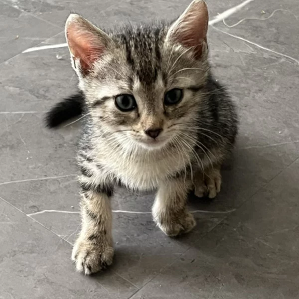 Kai Misakosson, chat femelle tigré recueilli par Les ti'chats