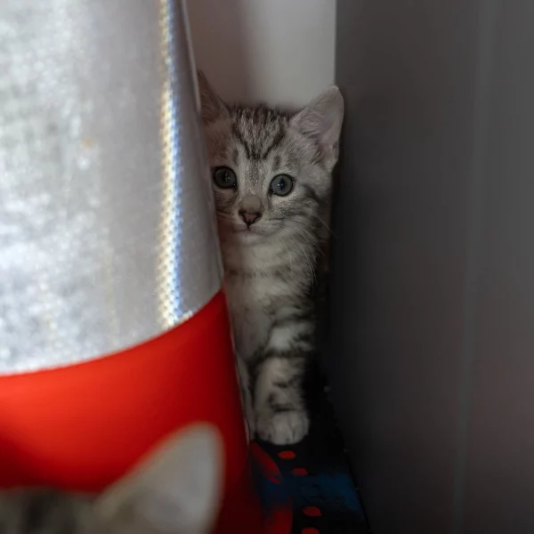 Mia Misakosson, chat femelle tigré gris clair recueilli par Les ti'chats