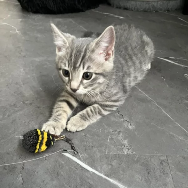 MichelAngelo Aprilsson, chat femelle tigré gris clair recueilli par Les ti'chats