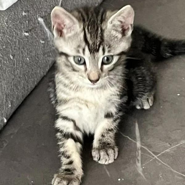 Cole Misakosson, chat mâle tigré recueilli par Les ti'chats