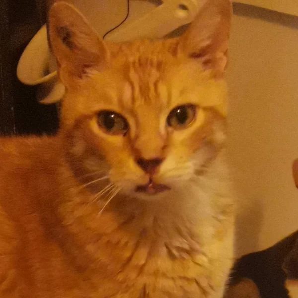 Diddle Diddle, chat mâle roux recueilli par Les ti'chats