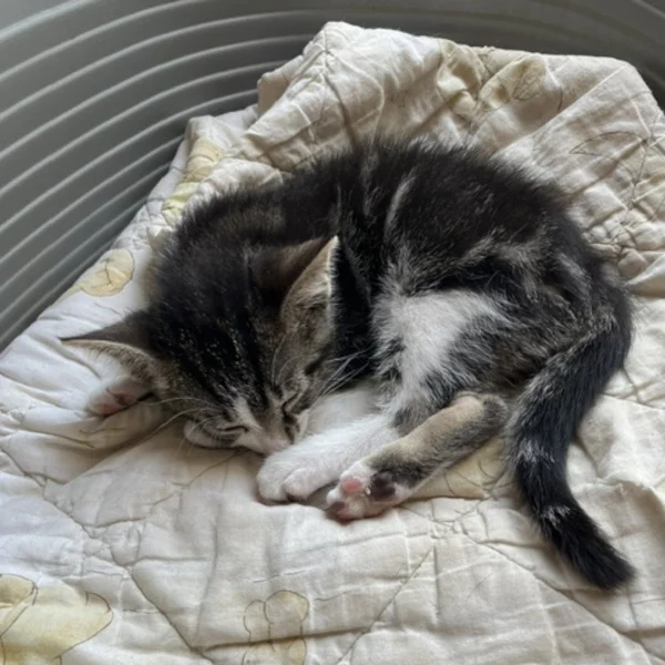 Loki, chat mâle tabby et blanc recueilli par Les ti'chats