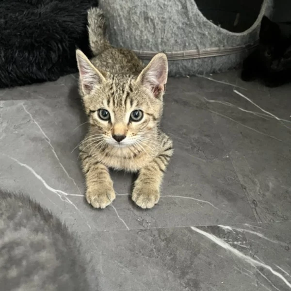 Raffaello Aprilsson, chat recueilli par Les ti'chats