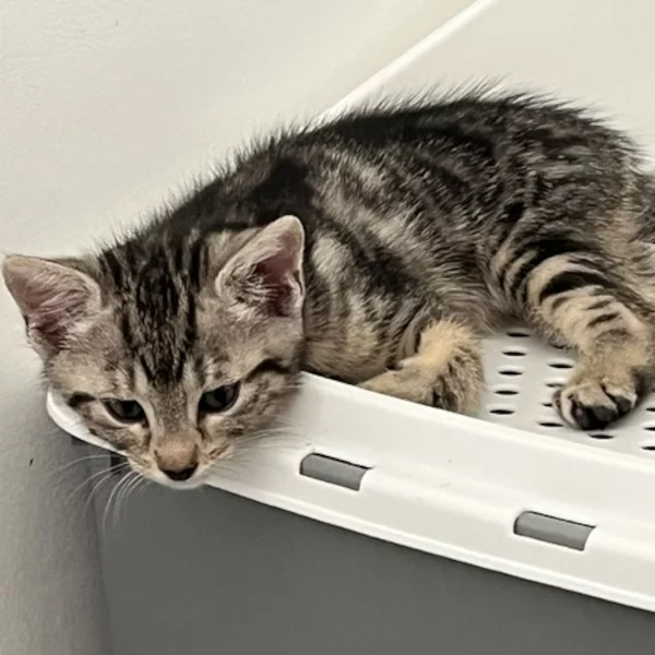 Zane Misakosson, chat mâle tigré recueilli par Les ti'chats