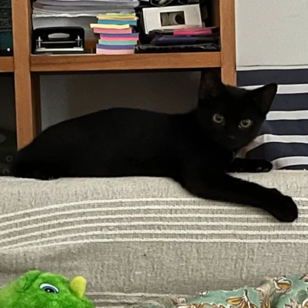 Donatello Aprilsson Donatello Aprilsson, chat femelle noir recueilli par Les ti'chats