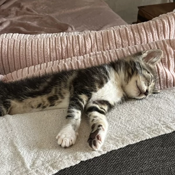 Milo, chat mâle tabby et blanc recueilli par Les ti'chats