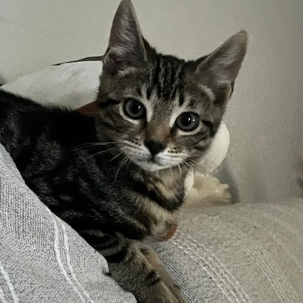 Leonardo Aprilsson, chat mâle tigré gris foncé recueilli par Les ti'chats