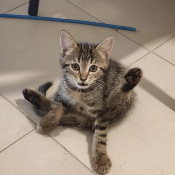 Adreas Azurasson, chat mâle tabby recueilli par Les ti'chats
