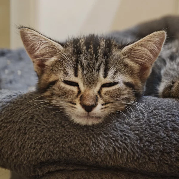 Atlas Azurasson, chat mâle tabby recueilli par Les ti'chats
