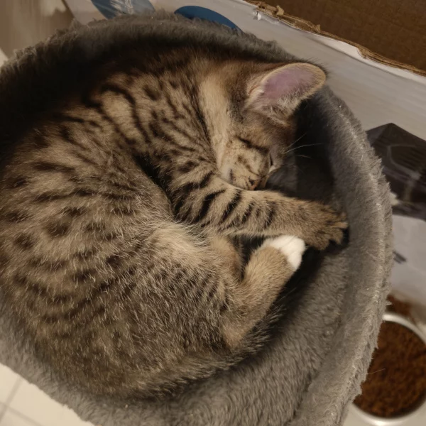 Mida Azurasson, chat femelle tabby recueilli par Les ti'chats
