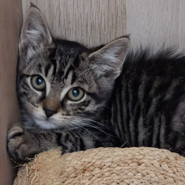 Monoko Alinesson Monoko Alinesson, chat mâle tabby recueilli par Les ti'chats