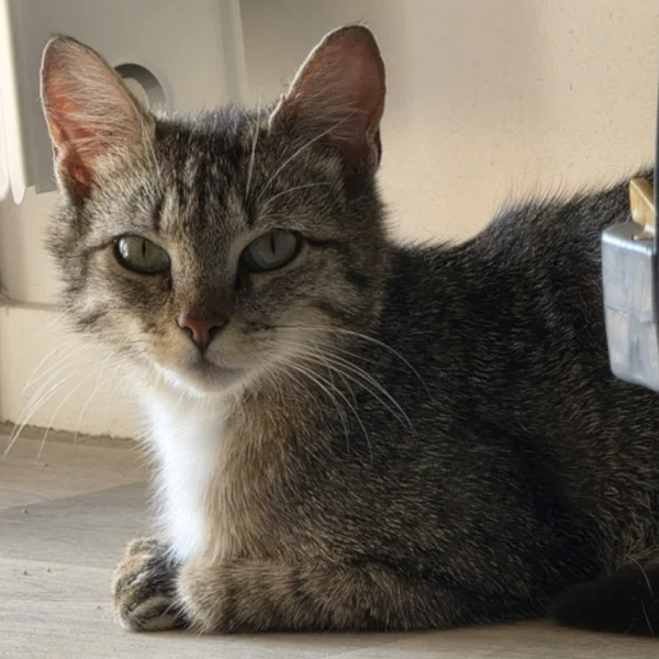 Aline Aline, chat femelle Tabby recueilli par Les ti'chats