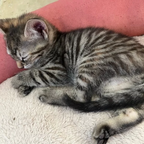 Aménadiel Lindasson, chat femelle écaille de tortue recueilli par Les ti'chats
